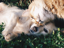 Licenciamento de Cães, Gatos e Furões